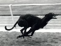 Clonmel Greyhound Stadium | Munster Ireland