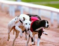 Dundalk Stadium | Louth Ireland