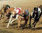 Dog races in Ireland