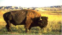 Golden Buffalo Casino | Lower Brule SD